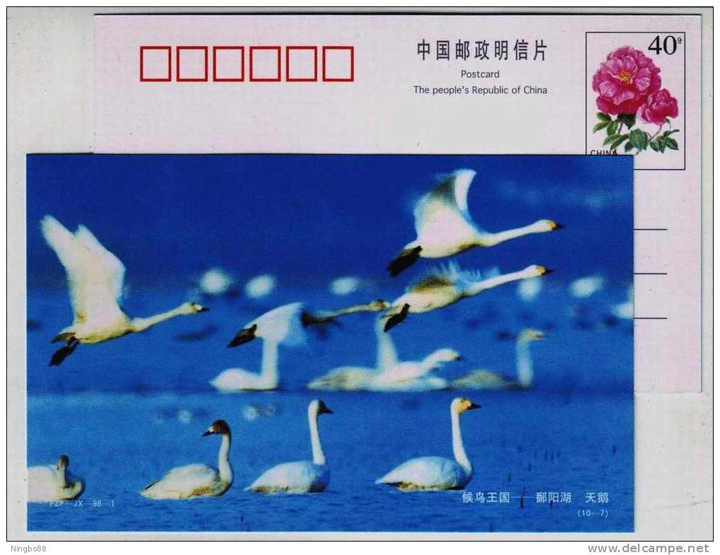 Swan Bird,kingdom Of Migratory Bird,China 1998 Poyanghu Lake Landscape Pre-stamped Card - Swans