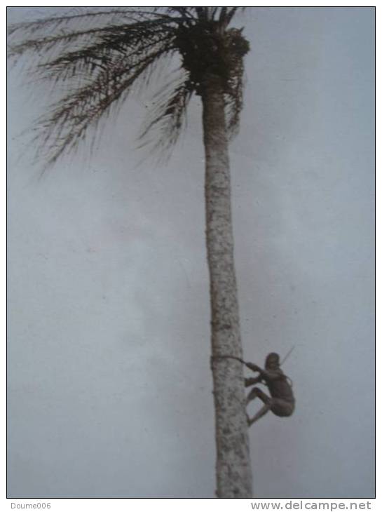 Cpa Photo Nigeria..........the Tree Climber........ - Nigeria