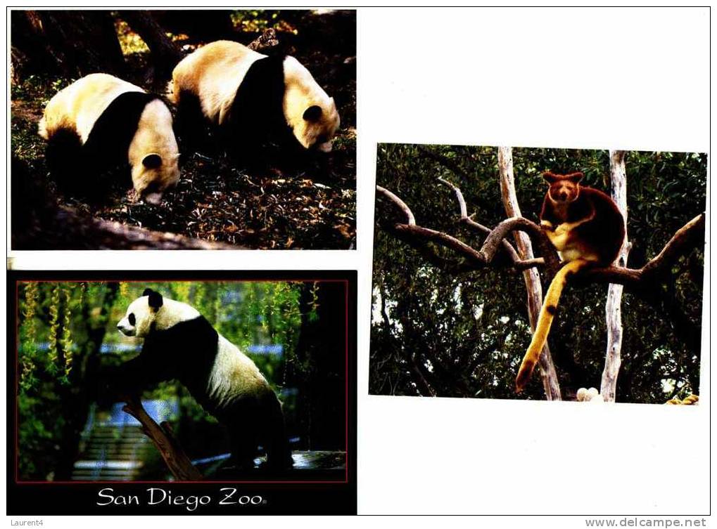 2 Panda + 1 Tree Kangaroo Postcard - 2 Carte De Panda + 1 Tree Kangaroo - Osos