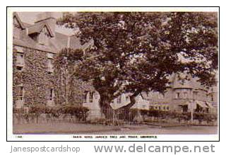 Real Photo PCd. Bailie´s School Jarvis Tree & Poker  ABERFOYLE-- Perthshire-- SCOTLAND - Perthshire