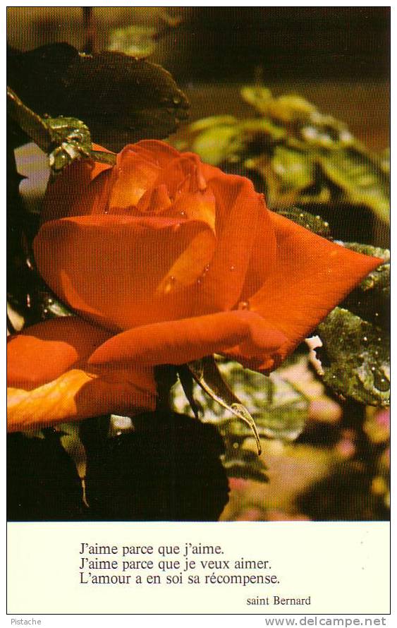 Pensée De Saint-Bernard Rose Fleur Flower Amour Love Religion   - Neuve - Philosophie & Pensées