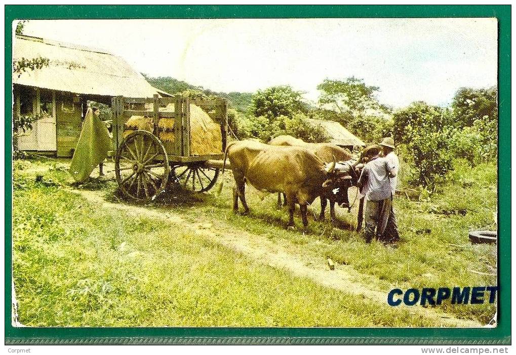 RICE WAGON DRAWN BY BULLS -CARRETAS TIRADAS POR BUEYES -POSTCARD Sent At Sea PAQUEBOT From SUVA, FIJI  To ENGLAND - Panamá