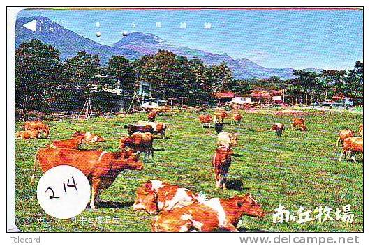 VACHE COW VACA KUH KOE MUCCA (214) - Cows