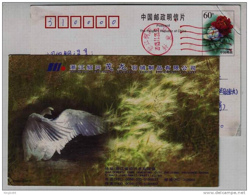 Whooper Swan Bird In Reed Wetland,CN00 Maolong Feather Down Product Advertising Pre-stamped Card - Cygnes