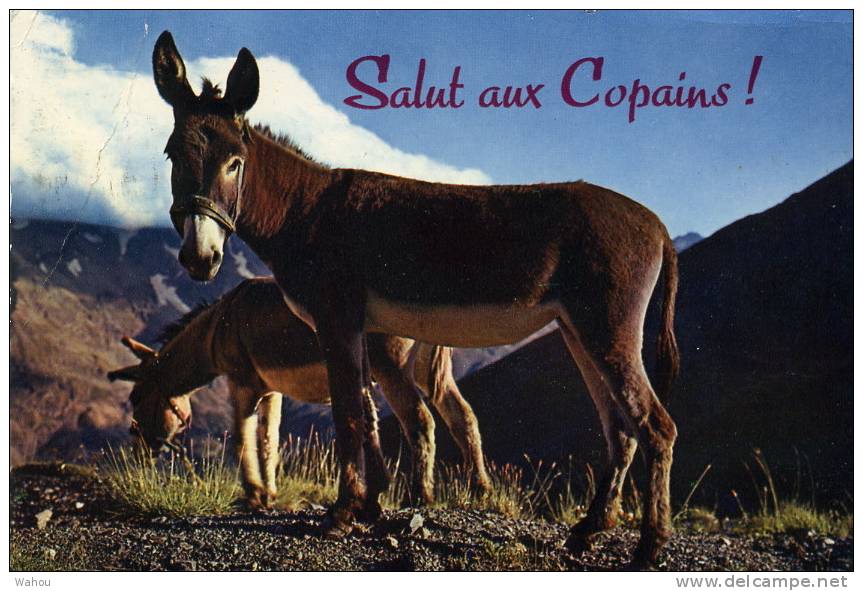 2 Anes  -   Salut Aux Copains - Burros