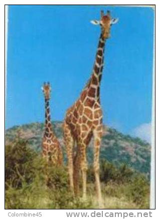 Cpm Girafe Giraffe - Girafes