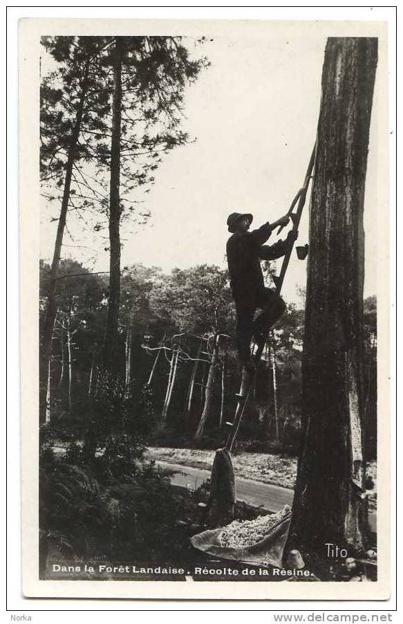 40 - Dans La Forêt Landaise. Récolte De La Résine. - Autres & Non Classés