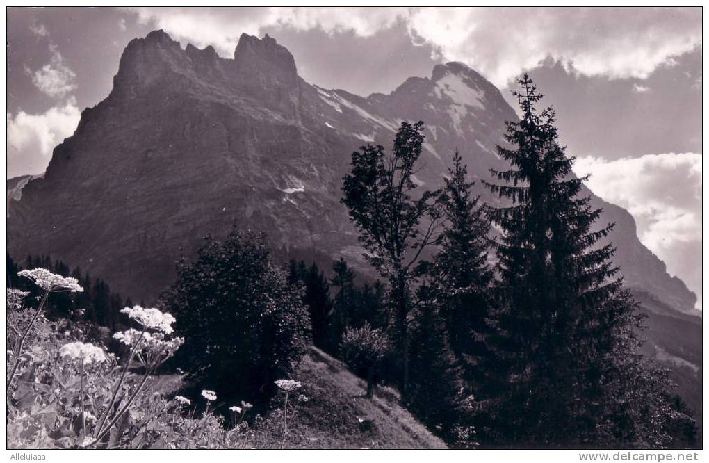 CPSM Format CPA Carte Postale SUISSE GRINDELWALD Hörnli Eiger - REAL PHOTO TBE - Grindelwald