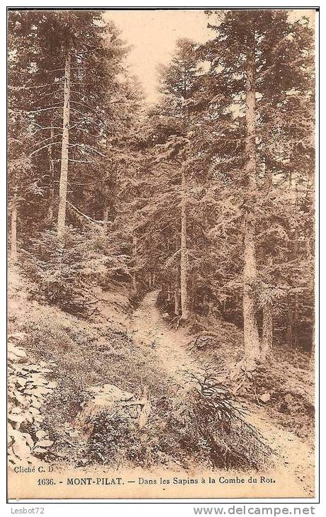 Cpa Mont-Pilat (Loire), Dans Les Sapins à La Combe Du Roi - Mont Pilat