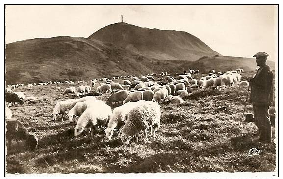 63 PASTORALE AU PIED DU PUY DE DOME  Berger, Moutons, Animée - Other & Unclassified