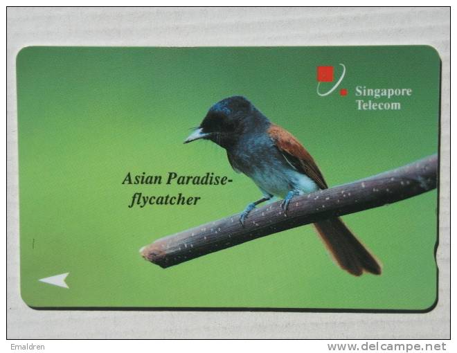 Bird (paradise Flycatcher) - Vogel - Oiseau - Singapour