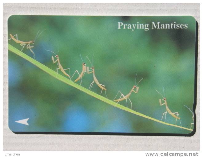 Praying Mantises - Singapour