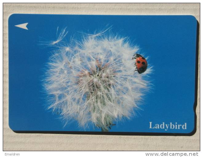 Ladybird - Lieveheersbeestje - Coccinelle - Singapur