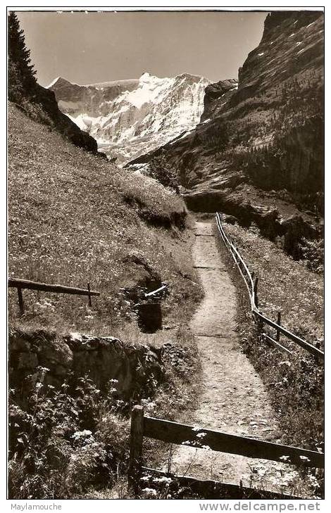 Grindelwald Am Weg  Baregg Fiescherhorner - Grindelwald