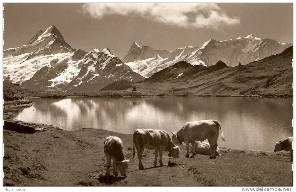 Grindelwald Bachsee Am Faulhorn (vaches - Grindelwald