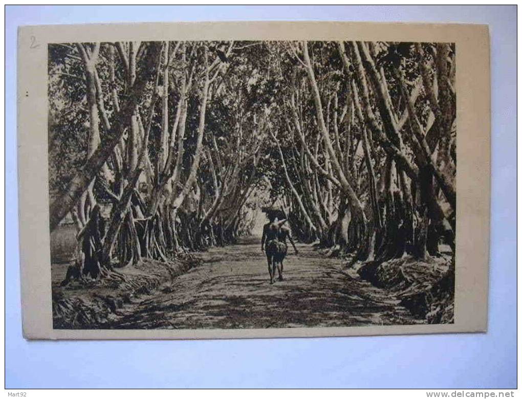 ALLEE DE FICUS - French Congo