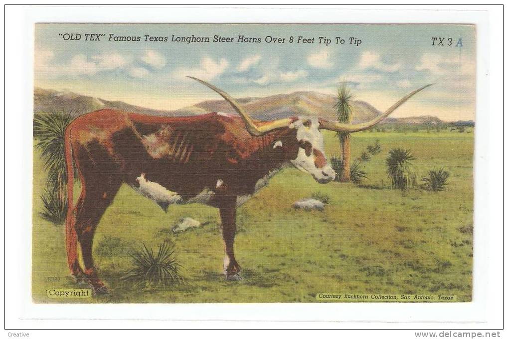 "Old Tex"Famous Texas Longhorn Steer Horns Over 8 Feet Tip To Top.  TX3A - Sonstige & Ohne Zuordnung