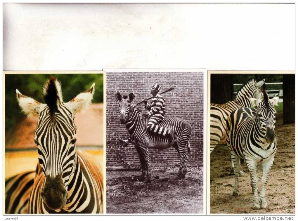 3 Zebra Postcards - 3 Cartes Sur Les Zèbre - Zebra's