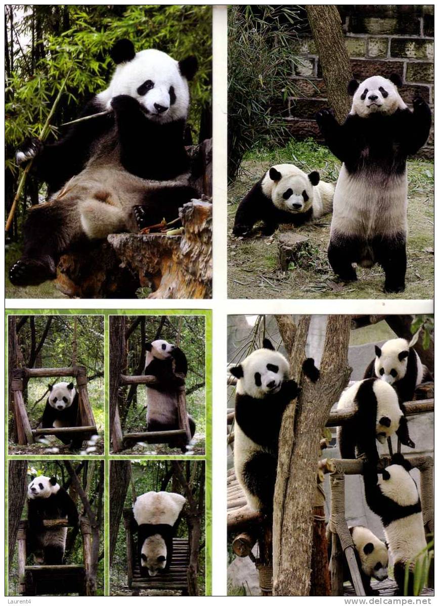 4 Panda Bears Postcards - 4 Carte De Panda - Bären