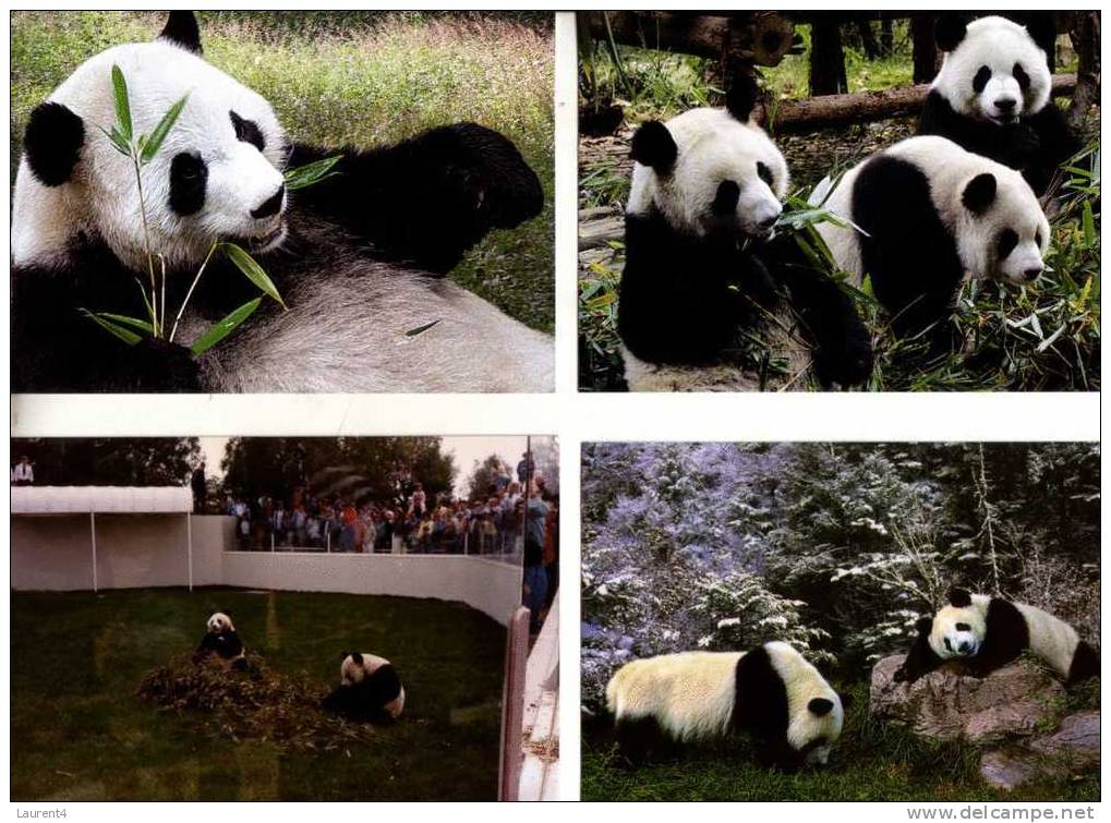 4 Panda Bears Postcards - 4 Carte De Panda - Bears