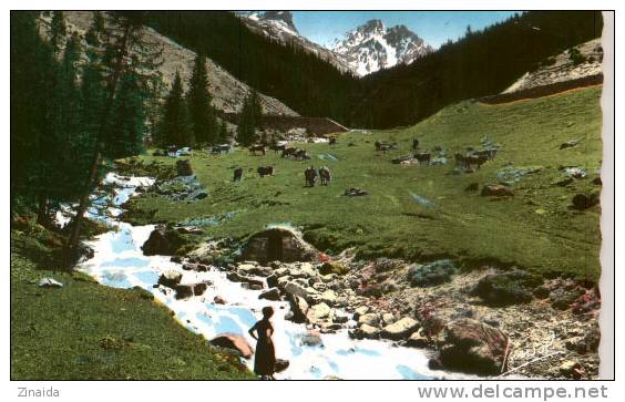 CARTE POSTALE D UN TROUPEAU DE VACHES DANS LES ALPES - Taureaux