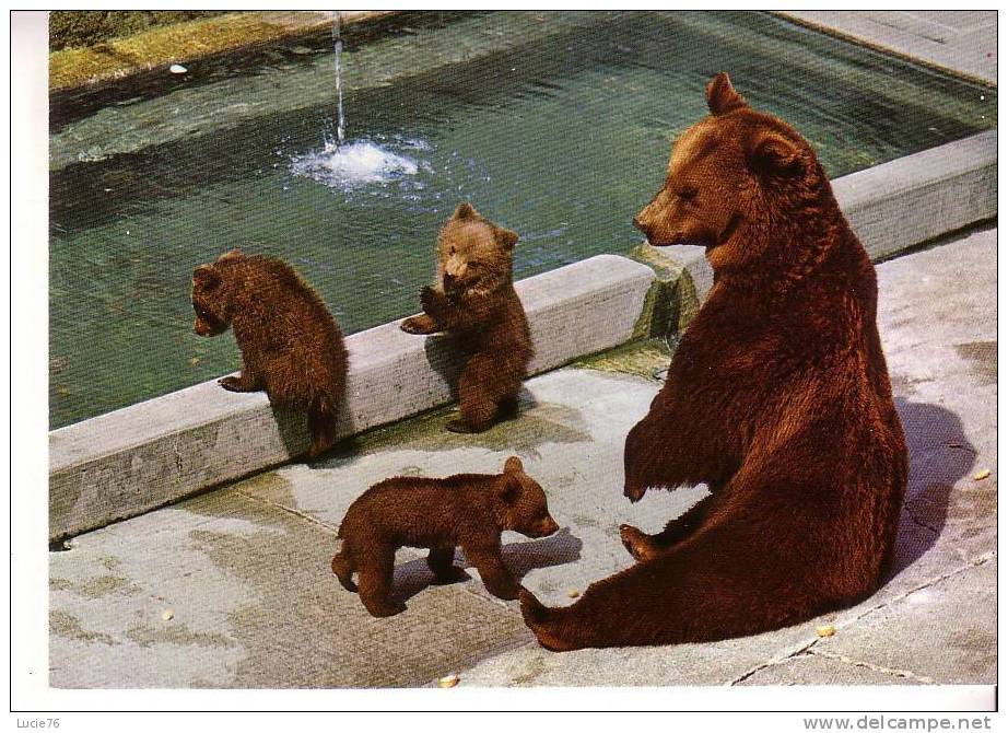 BERNE -    La Fosse    Aux   OURS  -  N°   6971 - Bears