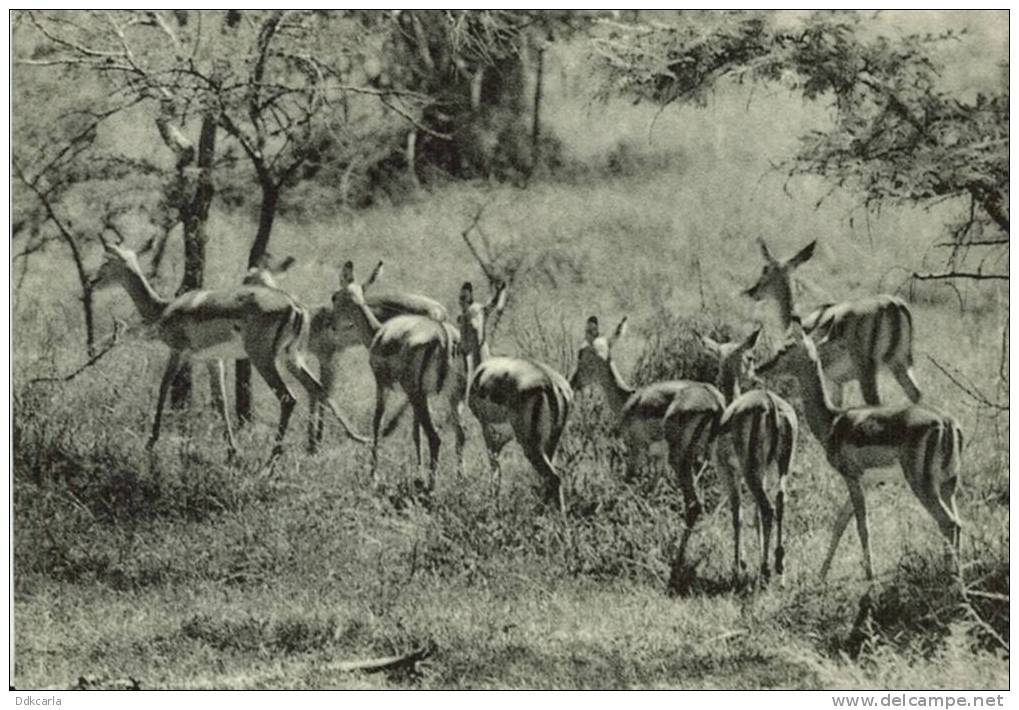 Parc National De La Kagera - Antilopes Impala - Dans La Plaine Uruwita (Ruanda) - Ruanda-Urundi