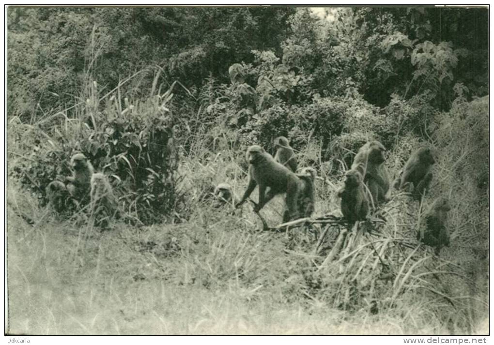 Parc National Albert - Groupe De Cynocéphales - Kamande, Plaine Du Lac Edouard - Lubumbashi