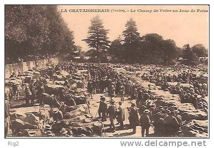 85 - LA CHATAIGNERAIE,  LE CHAMP DE FOIRE UN JOUR DE FOIRE (MARCHE AUX BESTIAUX) - La Chataigneraie