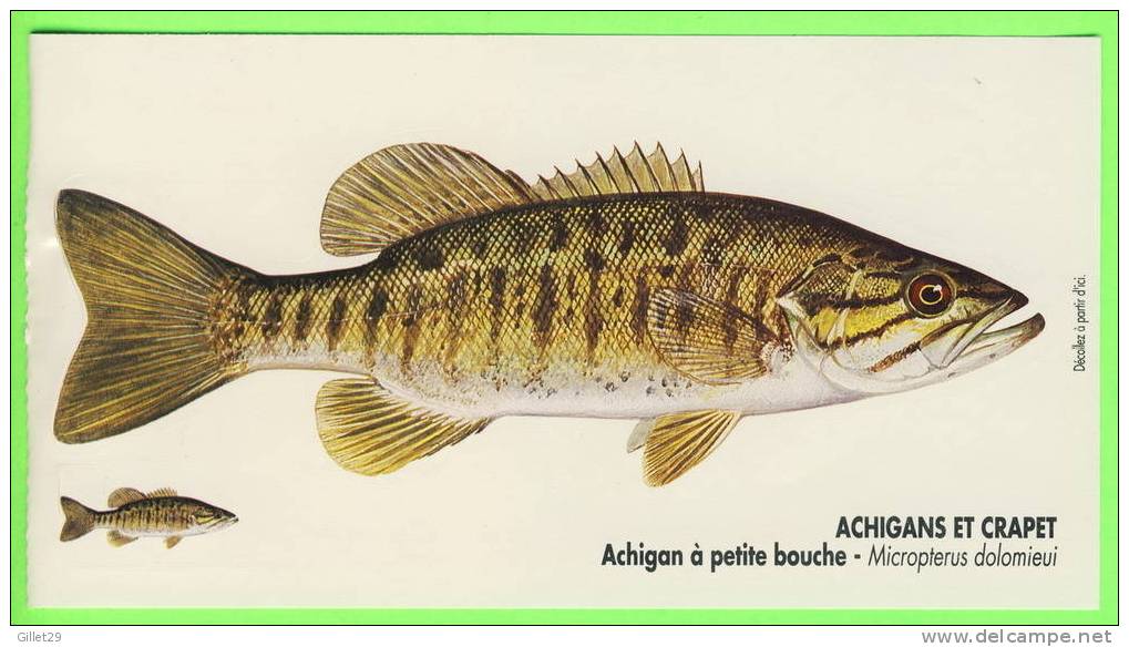 AUTOCOLLANTS - POISSON, ACHIGAN À PETITE BOUCHE - MICROPTERUS DOLOMIEUI - DIMENSION 2 X 3.5cm ET 6 X 18cm - - Pêche