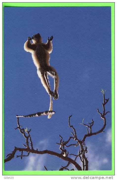 SINGE - PROPITHÈQUE - MADAGASCAR - ARDEA LONDON LTD - - Scimmie