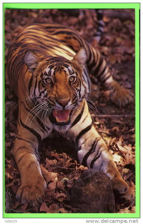 TIGRE - BENGALE - THE WILDLIFE COLLECTION - - Tigres