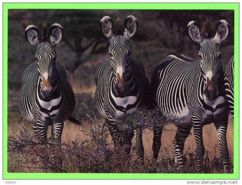 ZÈBRES DE GÉVRY - PARC NATIONAL DE SAMBURU,KENYA - BRUCE COLEMAN LTD - - Zebras