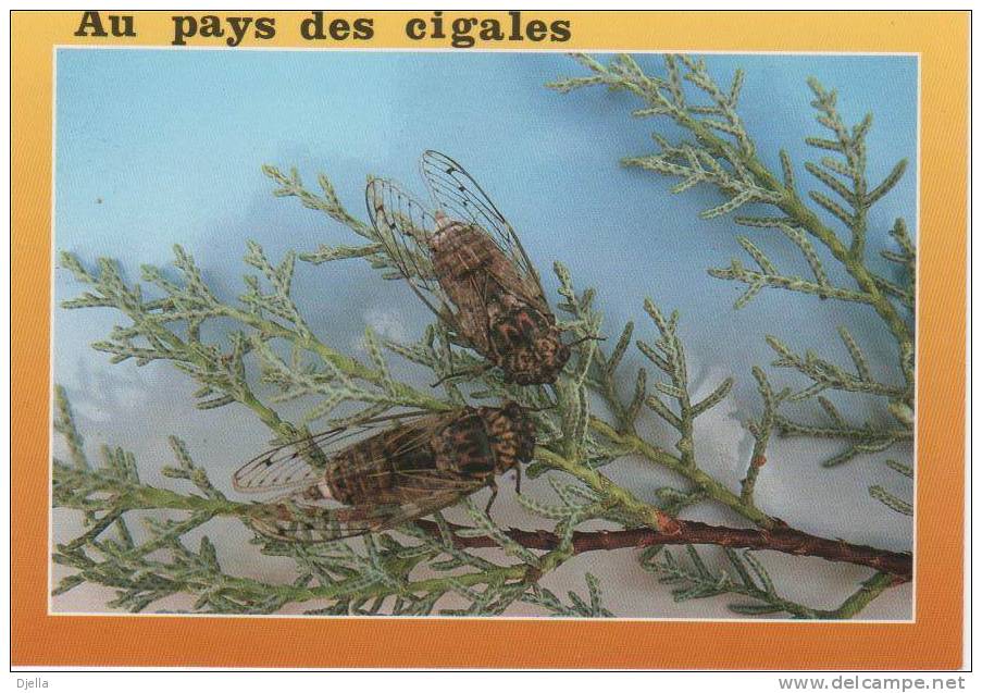 Cigales - Insectos