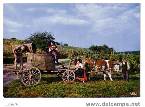 VENDANGES - L´ ALSACE Pittoresque -  Attelage Avec Un Boeuf - Equipaggiamenti