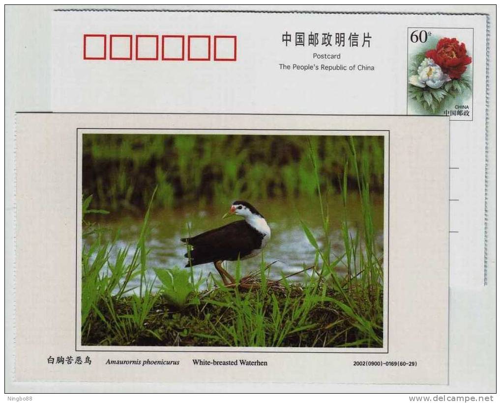 White-breasted Waterhen,China 2002 Dongtan Rare Bird Postal Stationery Card - Other & Unclassified