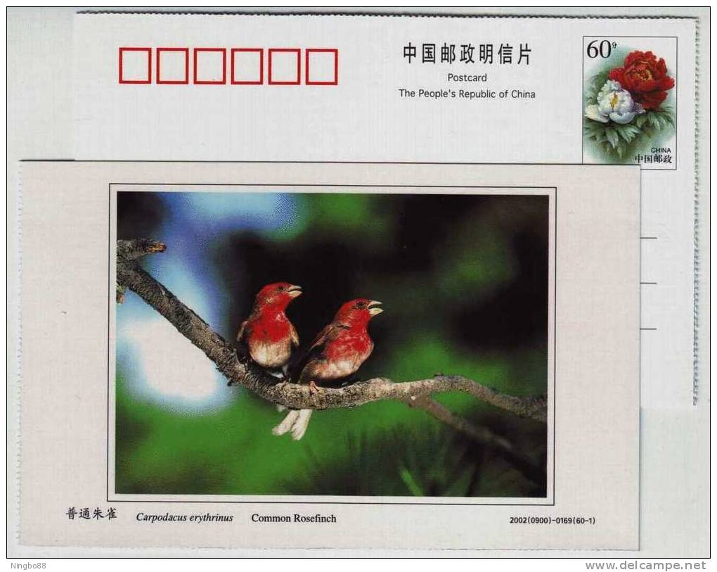 Common Rosefinch,China 2002 Dongtan Rare Bird Postal Stationery Card - Sparrows