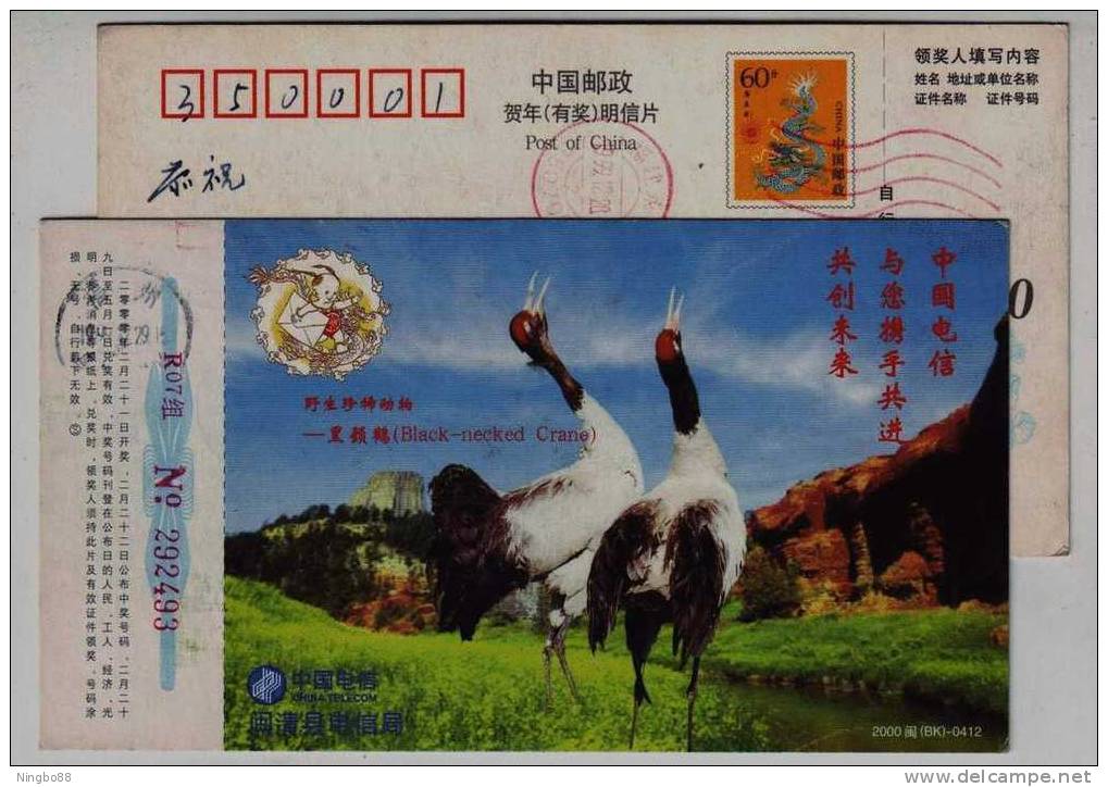 China 2000 Wildlife Animal Protection Pre-stamped Card Black-necked Crane Bird - Kranichvögel