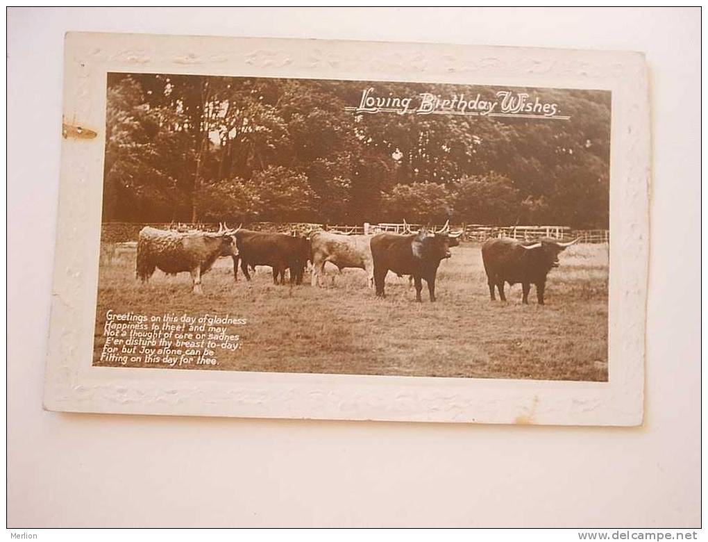 Cows -  Cca 1910  G-  D31614 - Taureaux