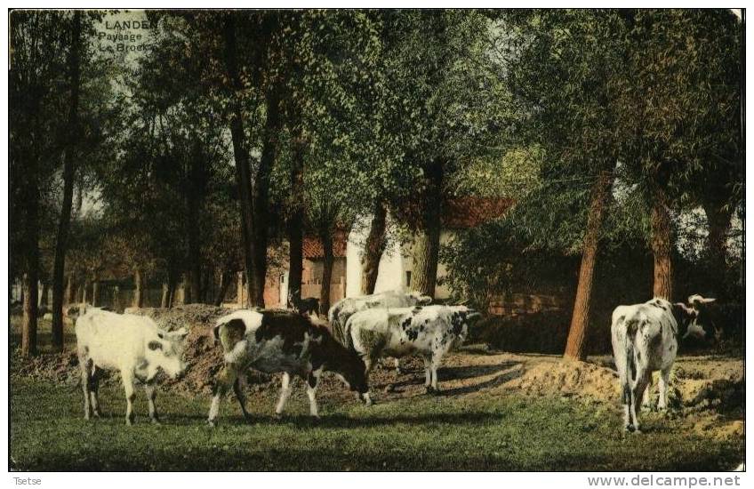 Landen - Paysage - Le Broek -191? -S.B.P. - Landen