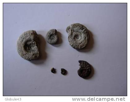 LOT DE 6 PETITES AMONITES - Fósiles