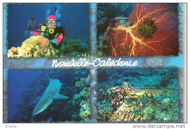 CARTE POSTALE  DE NOUVELLE CALEDONIE - - New Caledonia