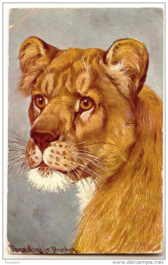 C5964 - Lion - Lions