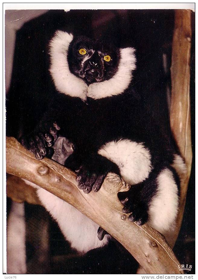 SINGE  -  MADAGASCAR -    Lémur  - N° 4782 - Monkeys