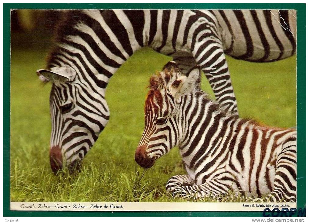 FAUNA - ZÉBRE DE GRANT - GRANT´S ZEBRA - POSTCARD Sent From KENYA To PAOLI, PA - MAP OF AFRICA - Zèbres