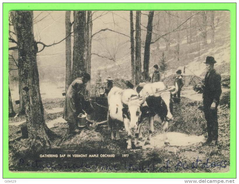 ATTELAGES DE VACHES - COWS TEAM - GATHERING SAP IN VERMONT MAPLE ORCHARD - COWS PULLING SLEIGH - TRAVEL IN 1958 - - Attelages
