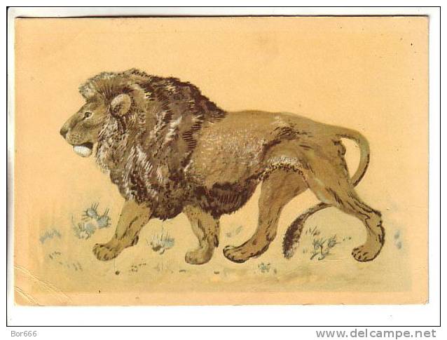 GOOD USSR / RUSSIA POSTCARD 1959 - Lion - Lions