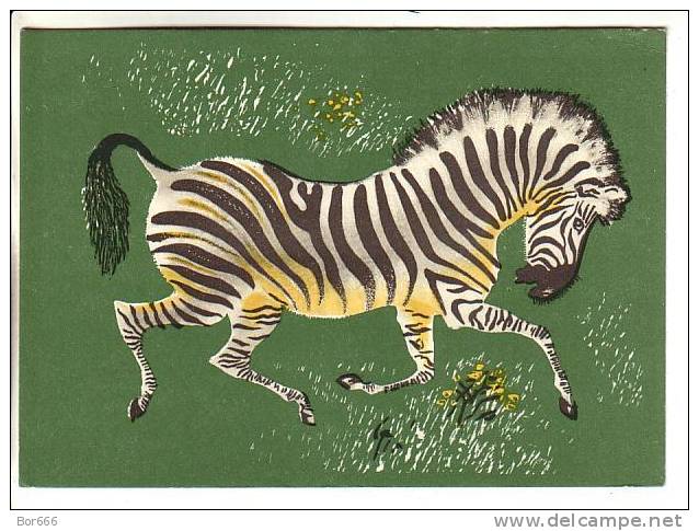 GOOD USSR / RUSSIA POSTCARD 1959 - Zebra - Zebras