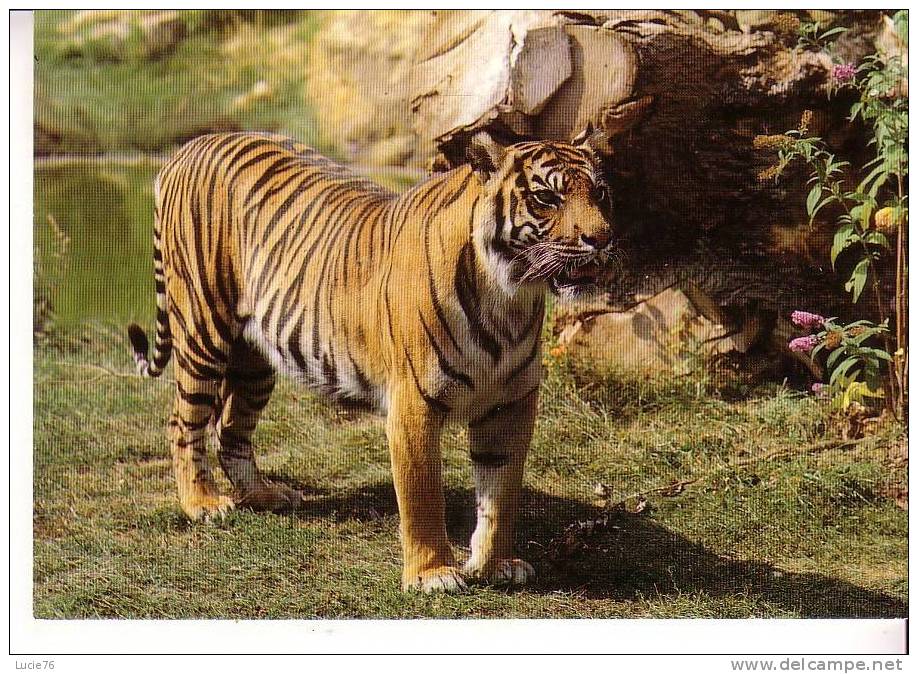 DOUE LA FONTAINE -  Parc Zoologique -  TIGRE De SUMATRA - Tigres