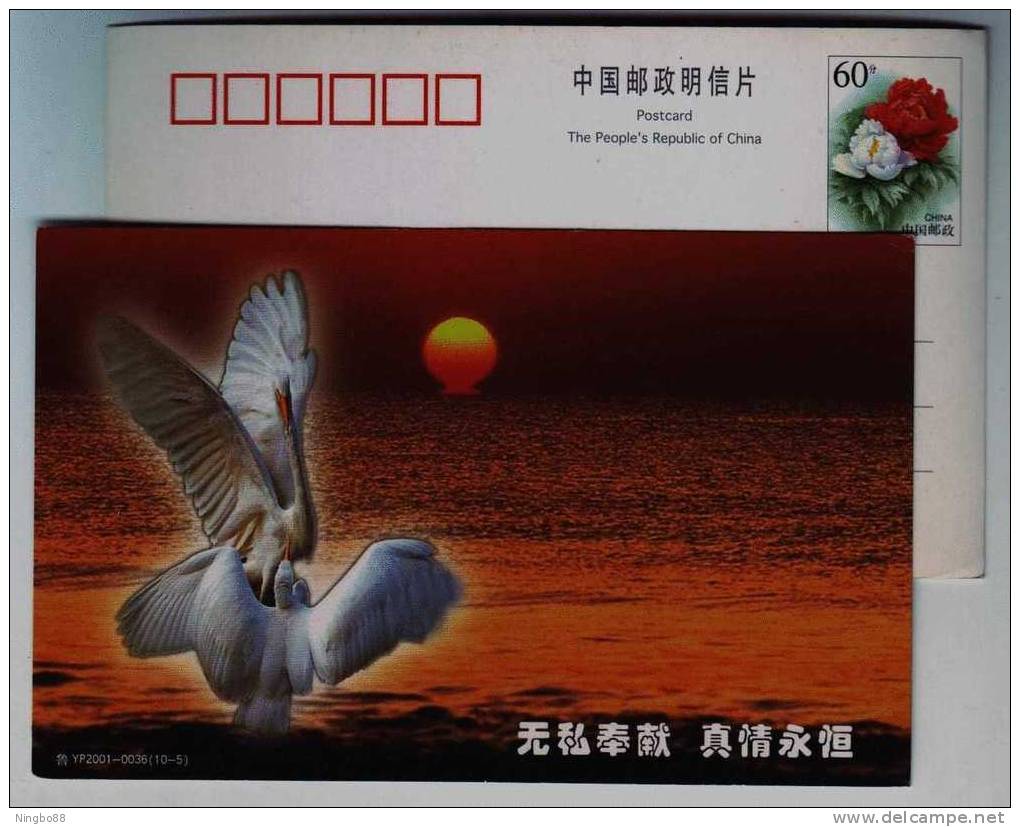 Seaside White Crane Bird,China 2001 Qindao New Century Loving Heart Foundation Advertising Pre-stamped Card - Kranichvögel